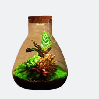 DIY Plant Terrarium with Light - Sam Calathea - Ø 24.5 cm ↑ 30 cm - No tools