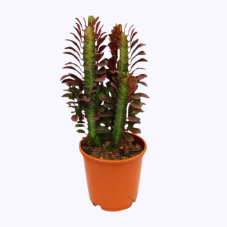 Euphorbia Trigona Rubra - Ø12cm - ↕40cm