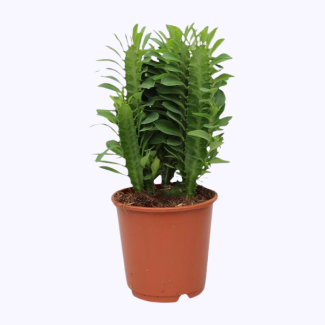Euphorbia Trigona - Ø12cm - ↕40cm