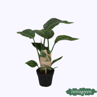 White Bird of Paradise Plant, Tropical Green Plant, Strelitzia Nicolai, Ø13cm - ↕35cm