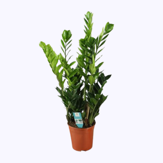 ZZ plant