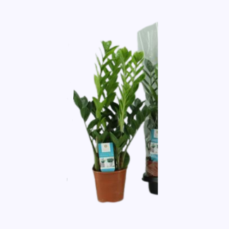 Zamioculcas – Ø14 cm pot – 65 cm tall