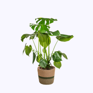 Monstera Deliciosa Tauerii, including basket Ø21cm - Height 70–90 cm
