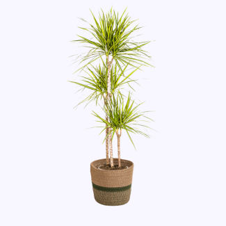 Dracaena with yellow stripes including pot Ø24cm ↕130 - 150cm