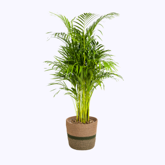 Areca Palm in decorative basket Ø21cm - ↕100 - 120cm feathery houseplant