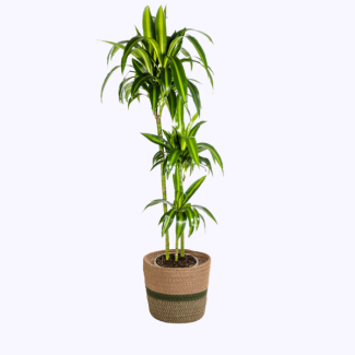 Dracaena in basket - Dracaena Deremensis Hawaiian Sunshine ↕130 - 150cm, Ø24cm