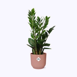 Zamioculcas – Height 45-50 in ELHO Vibes Fold 14cm pink