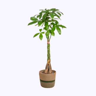 Money tree, lucky plant in basket