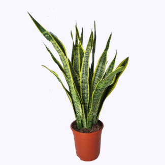 Sword Plant (Sansevieria Laurentie) - approx. 90 cm tall houseplant