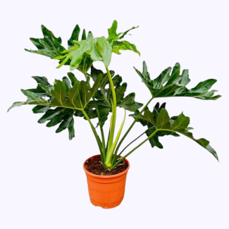 Philodendron Selloum - 60 cm - Tropical houseplant with striking leaves
