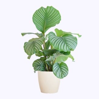 Calathea Orbifolia with White Pot - 65cm - Ø21