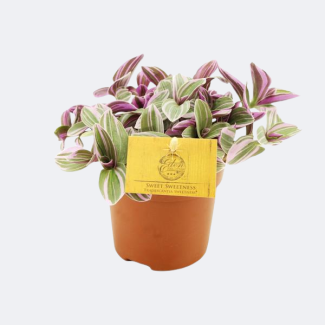 Variegated plant