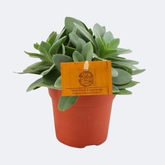 Succulent Crosswort