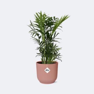 Mexican Dwarf Palm in Decorative Pot, Houseplant, Palm, Chamaedorea Elegans in ELHO Vibes Fold 14cm pink, Ø14cm - ↕40cm