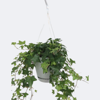 Hanging plant, Ivy/English Ivy, Hedera helix Green – White/Basic Hanging Pot – Ø17 cm, ↕40 cm