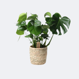 The Swiss Cheese Plant in Palmleaf Basket, Ø21 cm – ↕60 cm