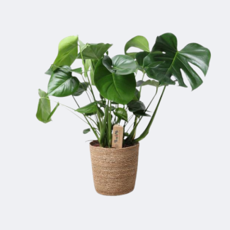 The Hole Plant in Natural Basket, Monstera in Natural Basket, Ø21 cm – ↕60 cm