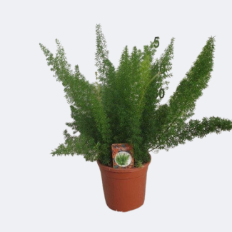The Asparagus Fern, Fox Tail Asparagus, Green Houseplant, Asparagus D. Meyers - Ø17cm - ↕50cm