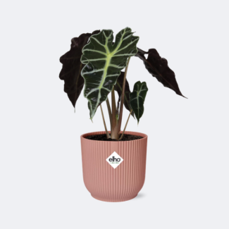 Elephant Ear in ELHO Vibes Fold Color Pink, Green Plant, Tropical, Characteristic Leaf, Alocasia Polly - Ø14cm - ↕40cm