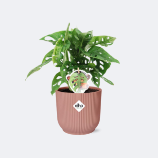 Hole Plant in Elho Bibes Fold Color Pink Green Houseplant, Tropical, Monstera Deliciosa - Ø14cm - ↕60cm