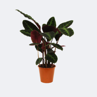 Peacock plant/shade plant with purple-green leaves, 80 cm high, Ø24cm, Calathea warscewiczii