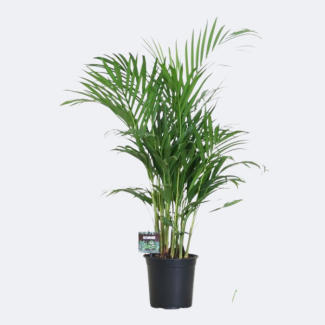 The Golden Palm/Areca Palm, Dypsis Lutescens, Indoor Palm, Ø19 cm – ↕100 cm