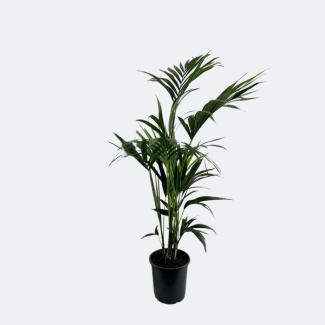 The Kentia Palm, Tropical Appearance, Green Plant, Howea Forsteriana - Ø21cm - ↕110cm