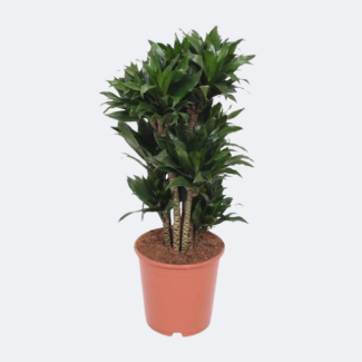 Compact Dragon Plant (Dracaena Compacta) - approx. 80 cm tall Ø24cm - Houseplant