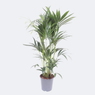 Kentia Palm - Ø24cm - ↕130cm