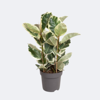 Ficus Tineke houseplant | approx. 100 cm tall Rubber Tree | Ficus Elastica Tineke Ø27cm