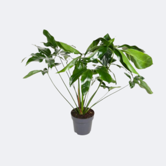 Philodendron Green Wonder approx. 100 cm height Ø24cm - elegant houseplant