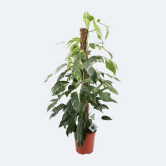 Epipremnum Pinnatum Albo Variegata - approx. 125 cm tall climbing plant & houseplant Ø24cm