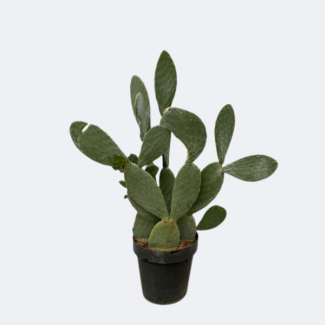 The Fig Cactus, Pad Cactus