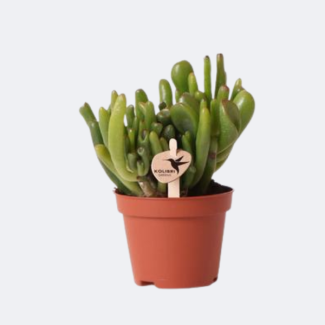 Succulent, Jade Plant, Crassula Hobbit