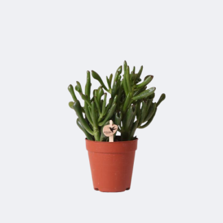 Succulent, Jade Plant Crassula Hobbit