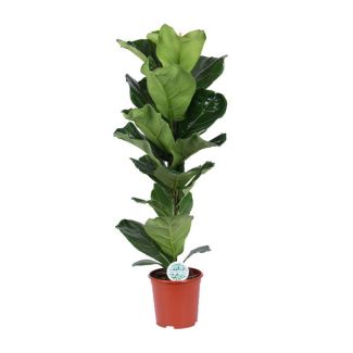 Violin Leaf Plant, Tropical Houseplant, Ficus Lyrata Ø21-90cm Tall