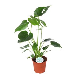The Swiss Cheese Plant, Green Houseplant, Tropical, Monstera Deliciosa - Ø14cm - ↕45cm