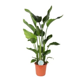 White Bird of Paradise Plant, Tropical Green Plant, Strelitzia Nicolai, Ø24cm - ↕110cm