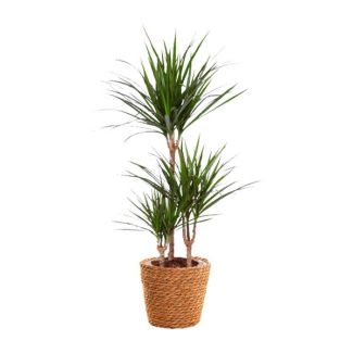 Dracaena marginata - Ø21 cm - H95 cm