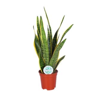 Mother-in-law's tongue, Gold edge plant, Sword-shaped dark green leaf with yellow edge, Sansevieria Laurentii - Ø17cm - ↕60cm