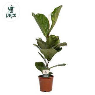 Violin Leaf Plant, Tropical Houseplant, Ficus Lyrata Ø17-60cm Tall