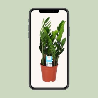 Zamioculcas zamiifolia - 17 cm pot - 60 cm height