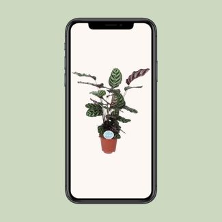 Peacock plant