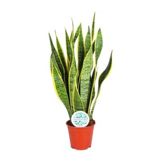 Mother-in-law's tongue, Gold edge plant, Sword-shaped dark green leaf with yellow edge, Sansevieria Laurentii - Ø14cm - ↕50cm