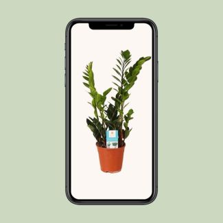 Zamioculcas zamiifolia - Ø14 cm - H45 cm