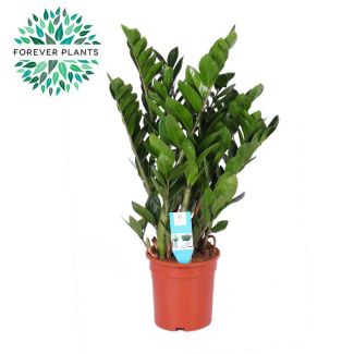ZZ plant (Zamioculcas zamiifolia) - pot Ø21 cm - height 95 cm