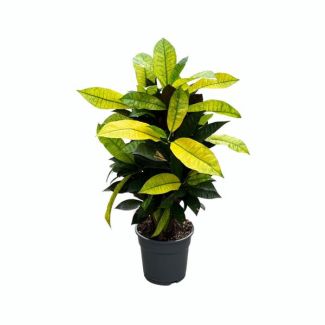 Croton 'Mrs. Iceton'