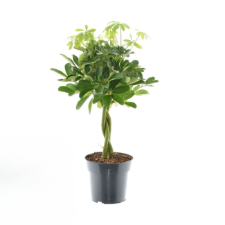 Schefflera compacta 'Nora' - pot Ø17 cm - height 60 cm