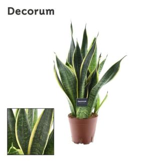 Sansevieria Futura Superba - Ø14 cm - Height 45 cm