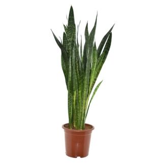 Snake plant